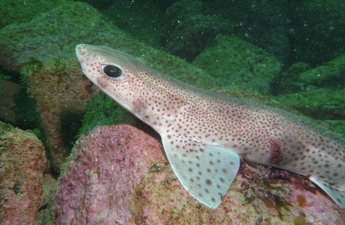 Scyliorhinus canicula Scyliorhinus canicula